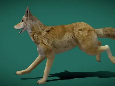 Red Wolf Canine Animal 3D model
