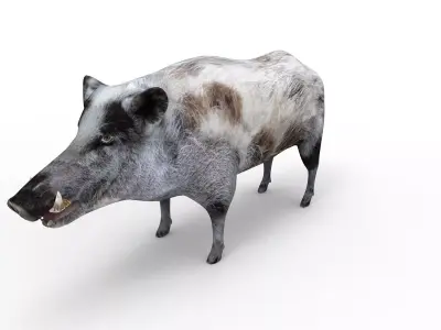 White Boar Rigged 3D Models Low-poly 3D model