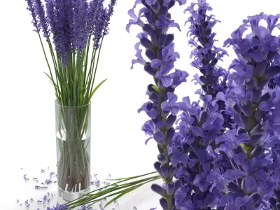 The bouquet of lavender in a vase 3D model