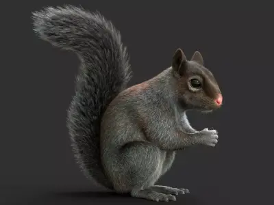 Gray Squirrel Xgen 3D model