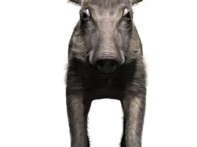 Warthog baby with realistic fur Low-poly 3D model