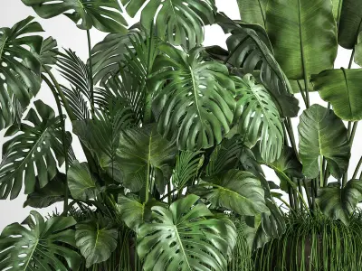 Houseplants in a flowerpot for the interior 962 3D model