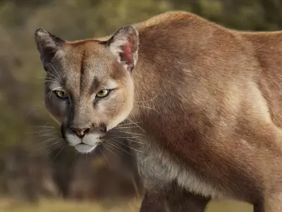 Puma Animated 3D model