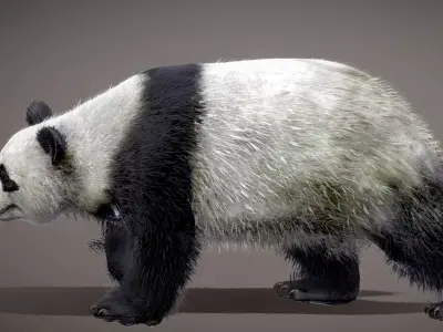 Giant Panda 3D model