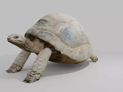 tortoise Low-poly 3D model purchase