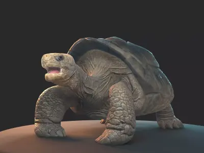 Large land turtle PBR  Low-poly 3D model