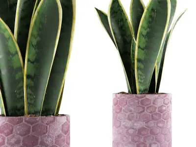 Plants Collection 98 3D model