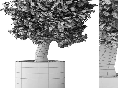 Plants Collection 121 3D model