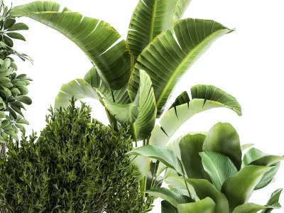 Ornamental plants in rattan baskets 1036 3D model