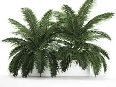 Decorative palm in a flowerpot 690 3D model