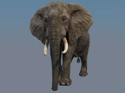 Elephant Animations Low-poly 3D model