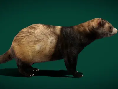 European Polecat  Low-poly 3D model