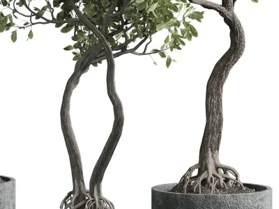 Indoor plant 03 3D model