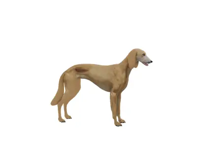 Saluki Persian Hound Dog Low-poly 3D model