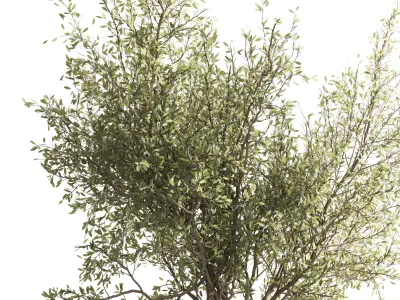 Concrete Box Plants on stand - indoor plant set 432 Low-poly 3D model