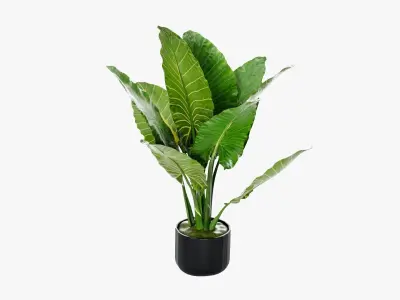 Plant 5 tropical in pot 3D model