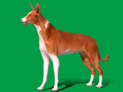 Ibizan Hound Dig 3D model