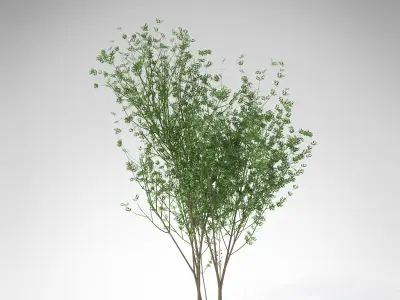 XfrogPlants European Spindle Tree 3D model