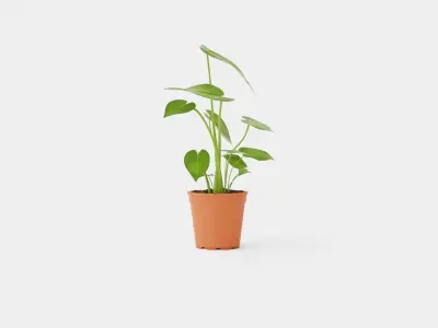 Monstera deliciosa Low-poly 3D model
