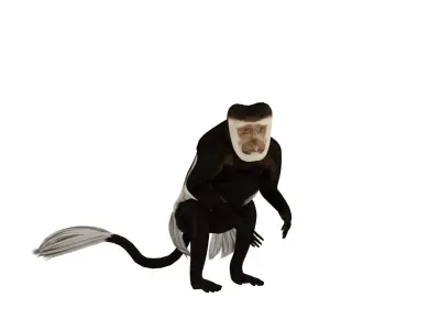 Black White Colobus Monkey Low-poly 3D model