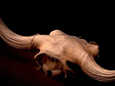 3D Real Bison Skull 3D Scan 3D model
