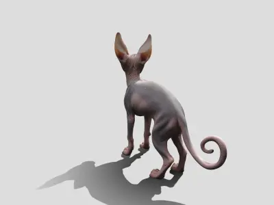 Sphynx Cat Animated Low-poly 3D model