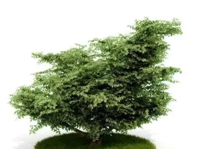 Outdoor Decorative Shrub 3D model