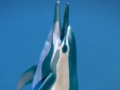 Short-beaked Common Dolphin 3D model