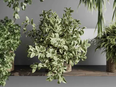 wall plant - set Indoor plant 431 hanging plants on shelf  3D model