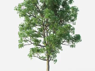 White Oak Set 3D model