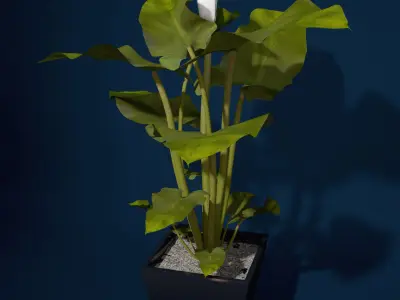 XfrogPlants Calla Lily 3D model