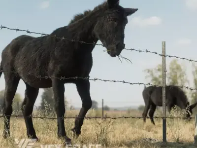 Donkey winter Animation VFX Grace 3D model