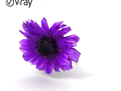 Purple Cornflower Realistic Botanical Model Pack Low-poly 3D model