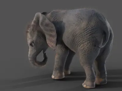 Fur Baby Elephant Rigged in Blender Low-poly 3D model