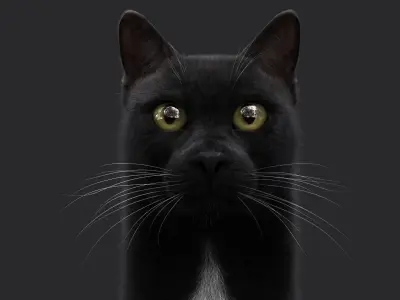 Black Cat RIG Xgen core 3D model