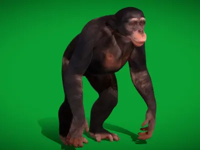 Chimpanzee Ape Primate Low-poly 3D model