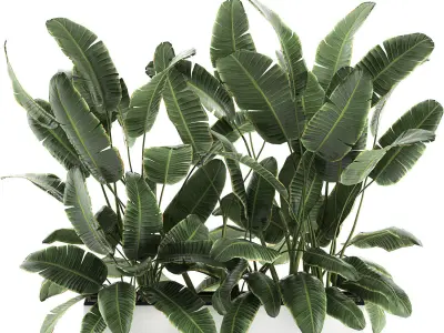 Decorative banana palms in flower pots for the interior 581 3D model