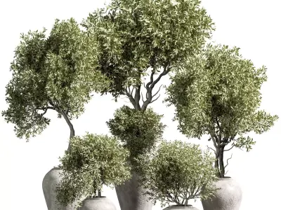 Indoor plant 14 3D model