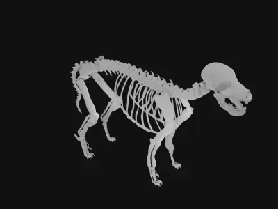 Puppy skeleton 3D model