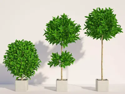 Laurus 1 plant in pot 3D model