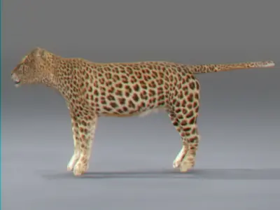Leopard 3D model