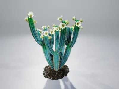 Cactus collection with flowers 3D model