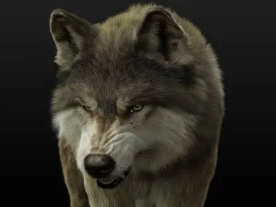 Wolf 2 RIGGED XGEN igs 3D model