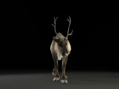 ReinDeer Male and Female Animated 3D model