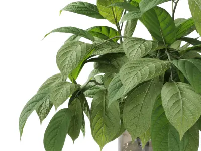 Collection Green Plants Bouquet Indoor 38 Low-poly 3D model