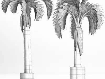Plants Collection 158 Palm 3D model