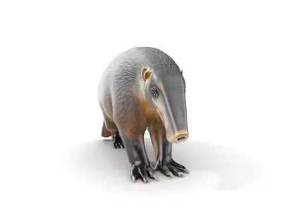 Anteater Model Pack  Detailed and Versatile D Creature Low-poly 3D model