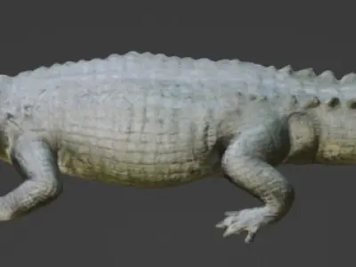 Crocodile 3D Model 3D model buy