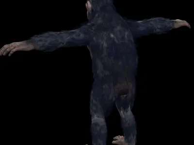 Chimpanzee Ape Rig 3D model