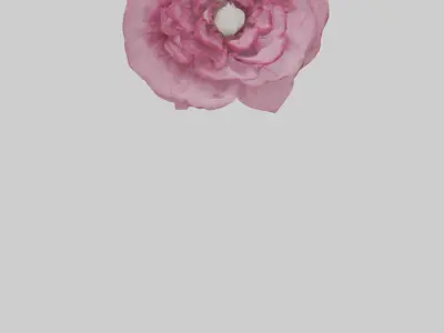 Dianthus model Low-poly 3D model